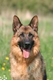 BERGER ALLEMAND 1385
